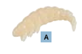 Scented Soft Rubber Grub - 6 Grubs per pack - 3cm